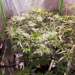 Best deal ๐ AC Infinity | Grow Tent Trellis Flex Netting | 2โ X 2' ๐ 16 AC Infinity | Grow Tent Trellis Flex Netting | 2โ X 2'