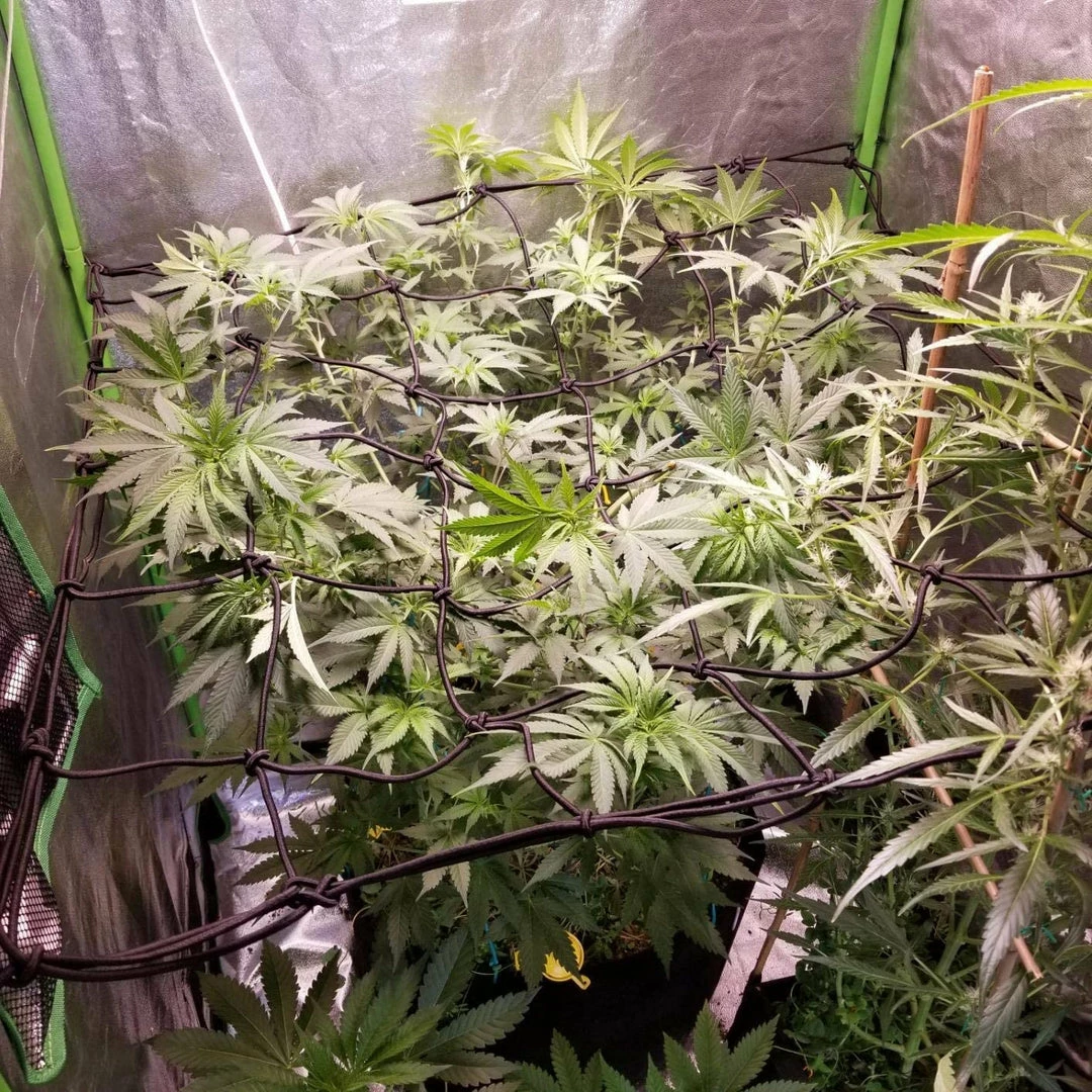 Best deal ๐ AC Infinity | Grow Tent Trellis Flex Netting | 2โ X 2' ๐ 7 AC Infinity | Grow Tent Trellis Flex Netting | 2โ X 2'