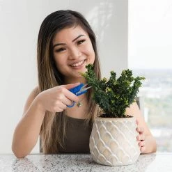 Coupon 😉 Happy Hydro Mini Clippers - 10 Pack Of Trimming Scissors For Small Plants & Bonsai Pruning 😀 14 Happy Hydro Mini Clippers - 10 Pack Of Trimming Scissors For Small Plants & Bonsai Pruning