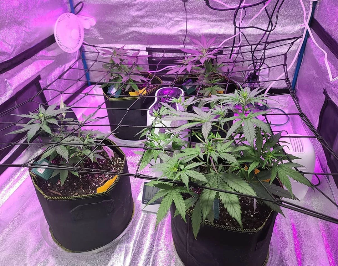 Flash Sale ๐งจ AC Infinity | Grow Tent Trellis Flex Netting | 2' X 4' Planting & Watering โค๏ธ 6 AC Infinity | Grow Tent Trellis Flex Netting | 2' X 4' Planting & Watering