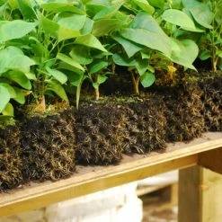 Planting & Watering Air-Pot | Container #1 | .8 Gal/3.1L | Orange Base