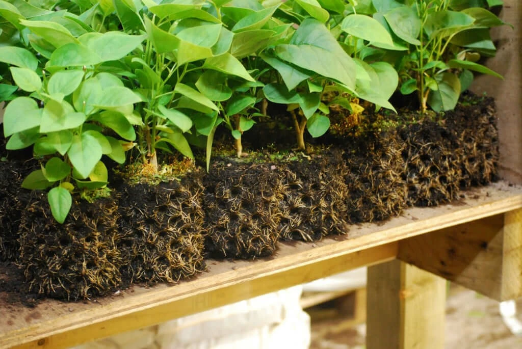 Discount 😀 Air-Pot | Container #5 | 3.3 Gal/12.3L | Green Base Planting & Watering 🥰 2 Air-Pot | Container #5 | 3.3 Gal/12.3L | Green Base Planting & Watering