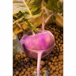 Planting & Watering Mother Earth | Hydroton® Original