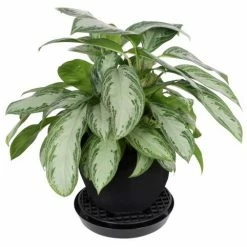 Discount 🧨 Gro Pro Pot Elevator / Riser | 13'' Planting & Watering ❤️ 5 Gro Pro Pot Elevator / Riser | 13'' Planting & Watering