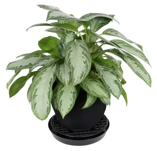 Discount 🧨 Gro Pro Pot Elevator / Riser | 13'' Planting & Watering ❤️ 3 Gro Pro Pot Elevator / Riser | 13'' Planting & Watering