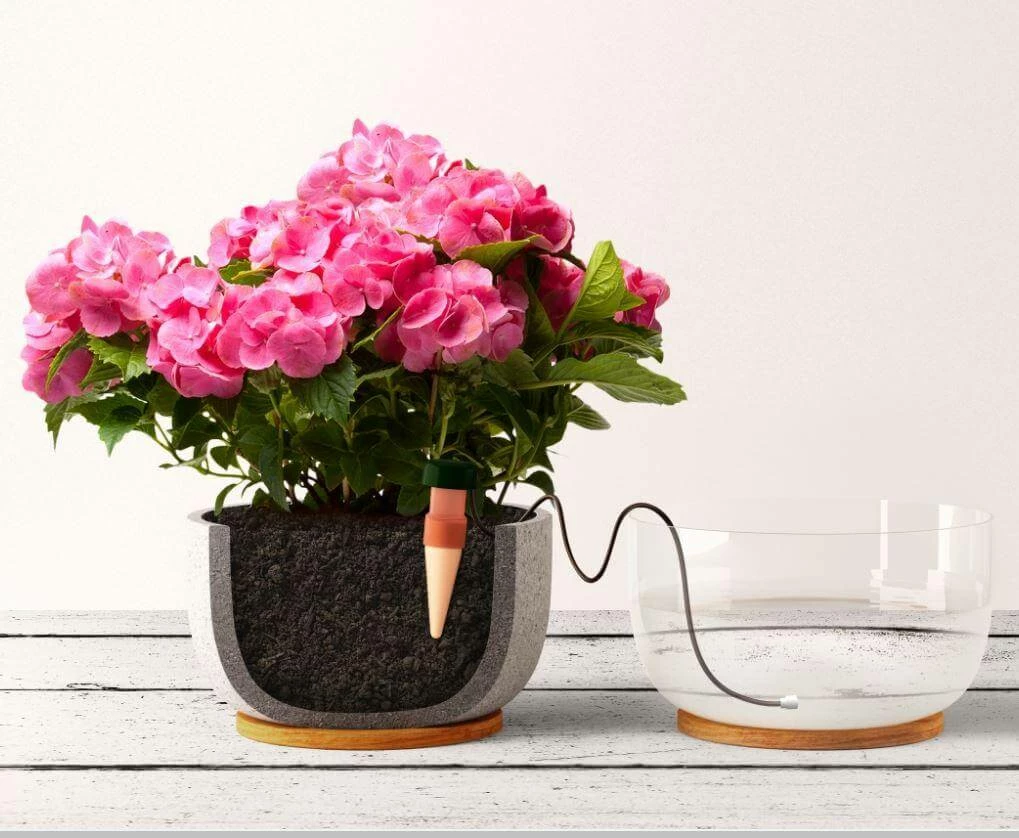 Best reviews of 🤩 Blumat Classics XL (Junior) Automatic Watering Stakes (2-Pack, XL) Blumat Watering Systems 🧨 2 Blumat Classics XL (Junior) Automatic Watering Stakes (2-Pack, XL) Blumat Watering Systems