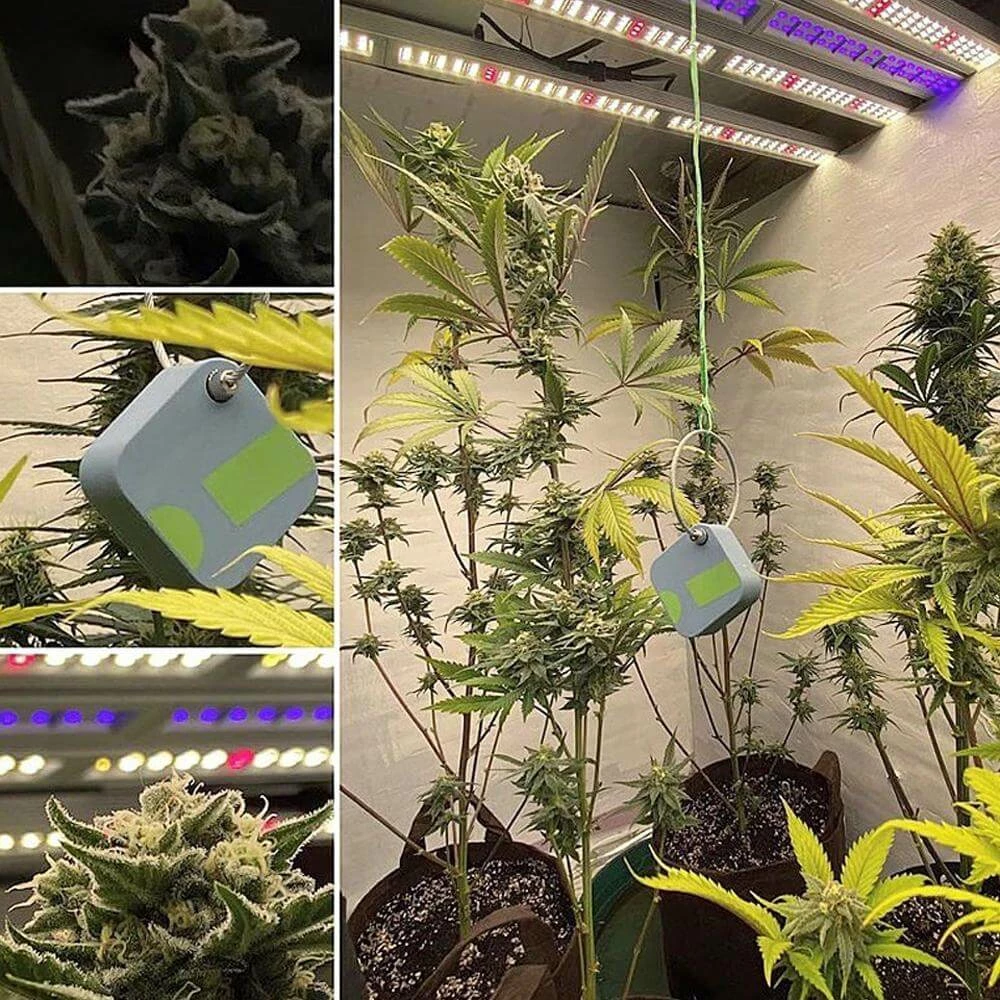 Deals ⭐ SensorPush G1 WiFi Gateway & HT1 Temperature Smart Sensor Set Your Grow Room 👍 11 SensorPush G1 WiFi Gateway & HT1 Temperature Smart Sensor Set Your Grow Room
