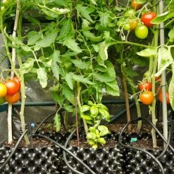 Planting & Watering Air-Pot | Container #1 | .8 Gal/3.1L | Orange Base