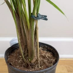 Top 10 👍 Planting & Watering Happy Hydro Spring-Loaded Plant Clips 🎉 9 Planting & Watering Happy Hydro Spring-Loaded Plant Clips