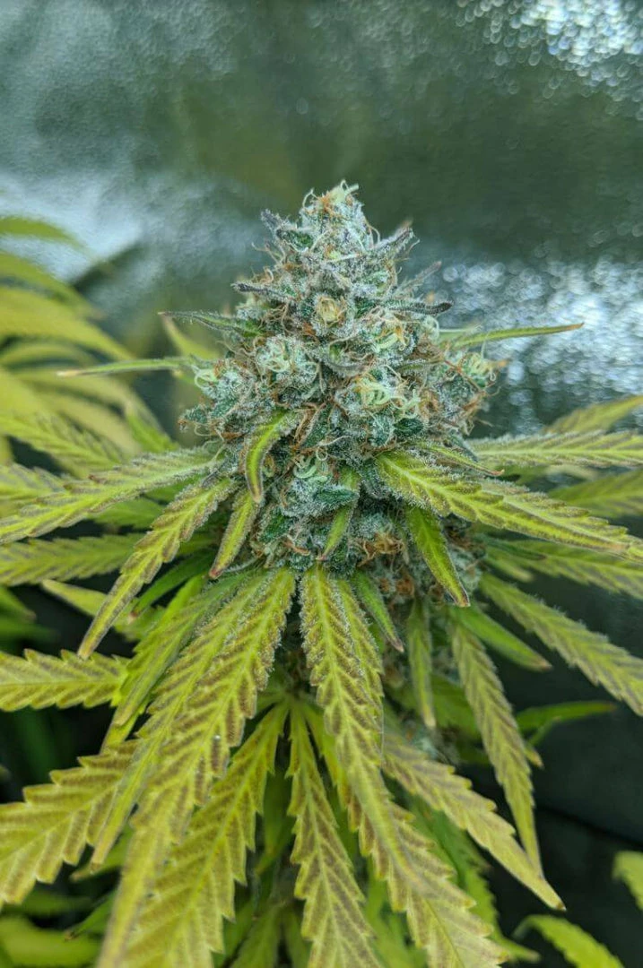 Flash Sale โ 7 Steps To Grow: A Complete Beginner's Guide To Growing Indoors By Mr. Grow It ๐ 4 7 Steps To Grow: A Complete Beginner's Guide To Growing Indoors By Mr. Grow It